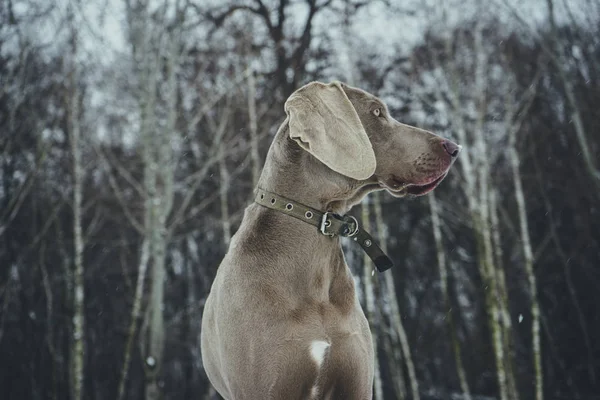 Gyönyörű fiatal ül weimaraner kutya téli / tavaszi háttérben — Stock Fotó