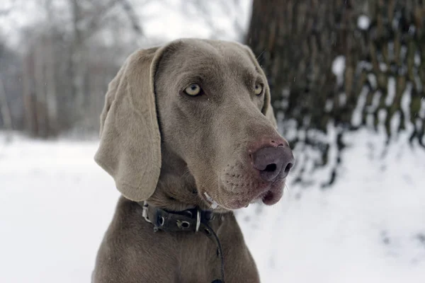 Несчастливый вид собаки в зимней шкуре — стоковое фото