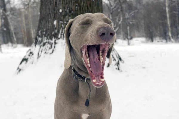 Собака Веймаранер открыла рот. — стоковое фото