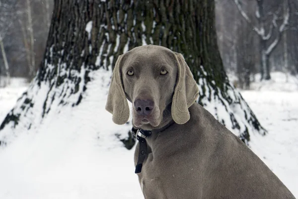 Beautiful hunting dog Weimaraner looking at the camera for a wal — Stock Photo, Image