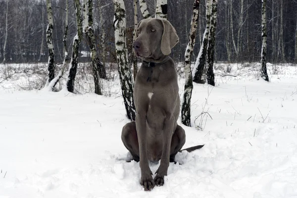 Веймаранерская собака в зимнем лесу — стоковое фото