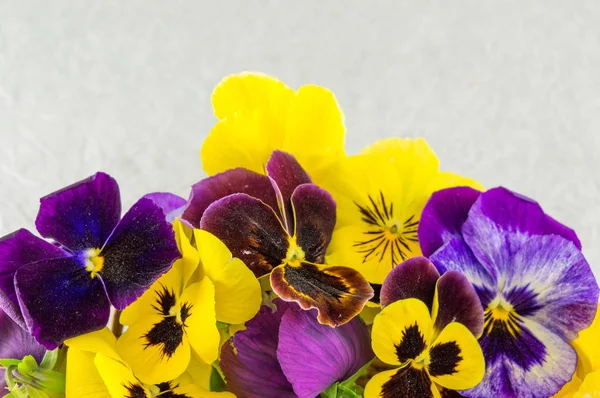 Fleurs jaunes et violettes — Photo