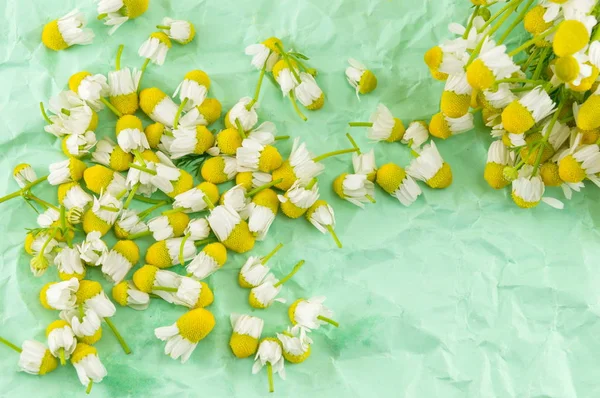 Sağlıklı çay yapmak için kurutulmuş papatya çiçeği — Stok fotoğraf