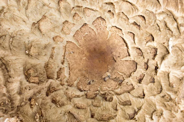 Dettaglio da vicino di un fungo di ombrellone — Foto Stock