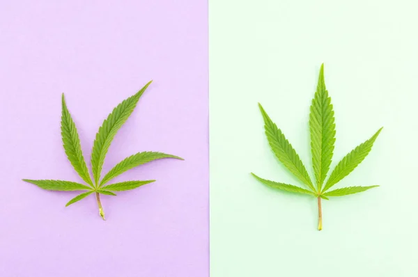 Due piante di marijuana su verde e viola — Foto Stock