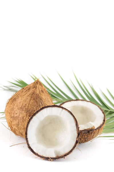 Otevřené a celé kokosy a palmové listy — Stock fotografie