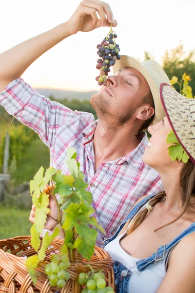 Jóvenes agricultores disfrutando de uvas frescas —  Fotos de Stock