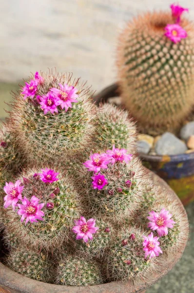 Cactus con pequeñas flores púrpuras — Foto de Stock