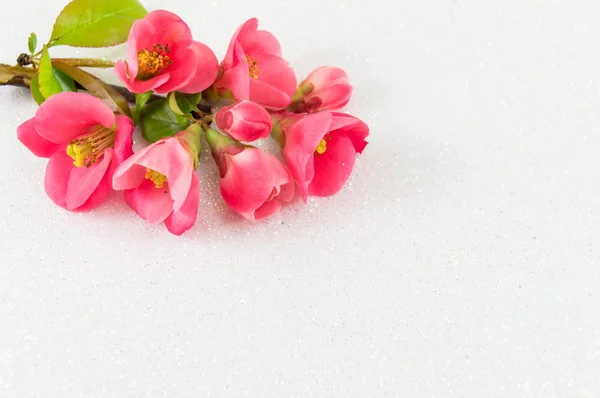 Flores de rosas japonesas sobre fondo blanco — Foto de Stock