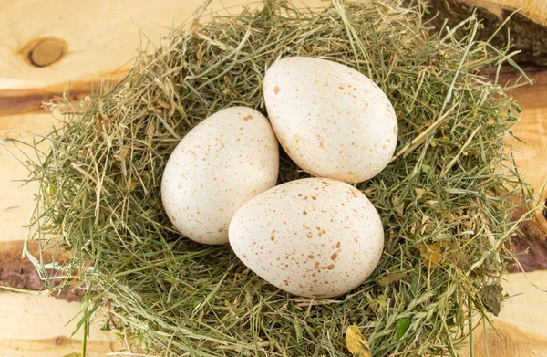 एक घोंसले में कच्चे तुर्की अंडे — स्टॉक फ़ोटो, इमेज