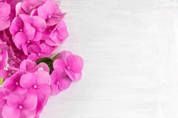 Monte de flores rosa hortensia — Fotografia de Stock