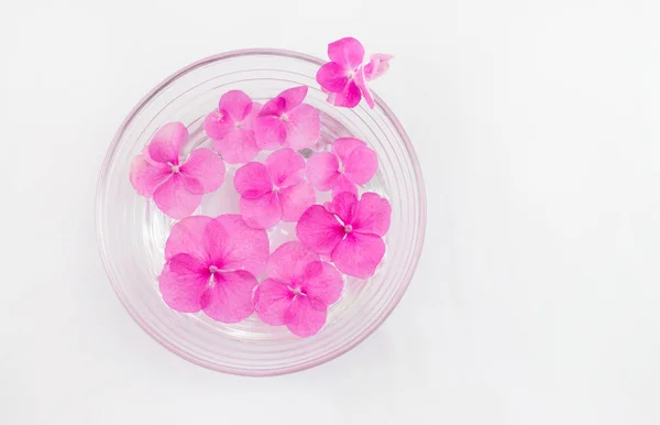 Hortensia flores flutuando em uma tigela de água — Fotografia de Stock