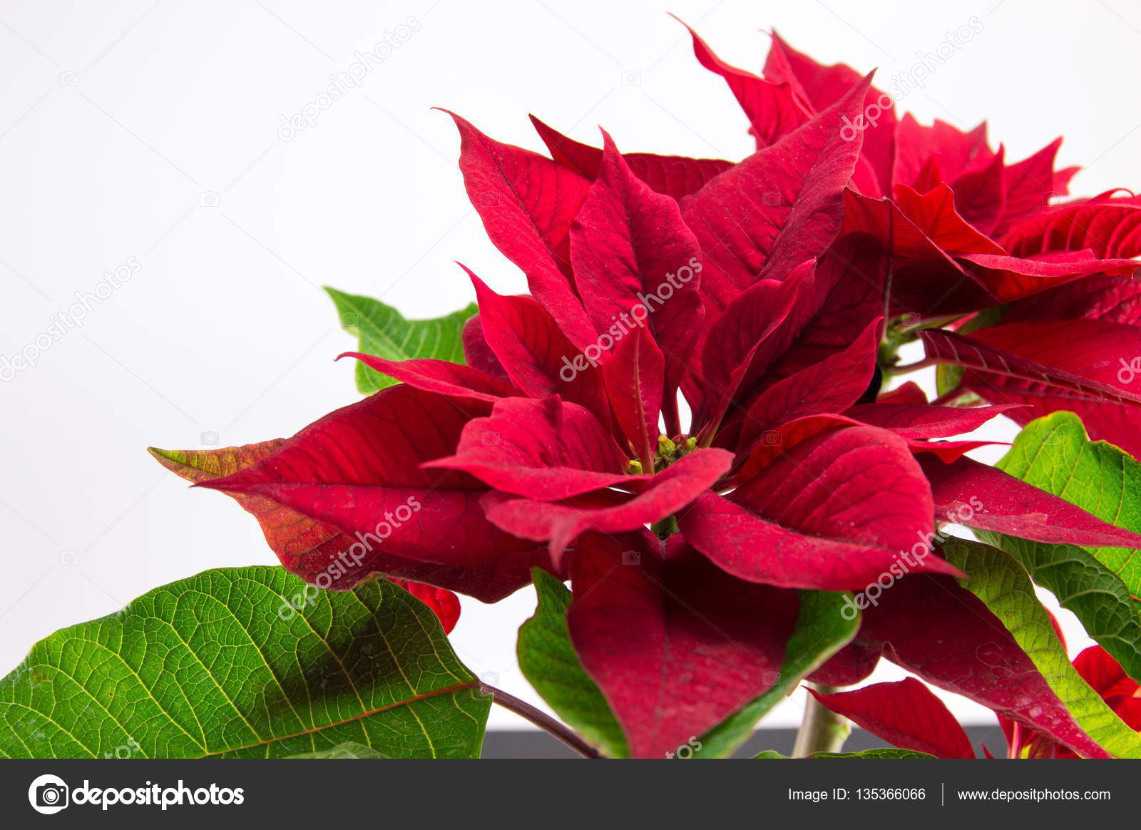 Baum Weihnachten Stern Weihnachtsstern Rot Auf Weiß
