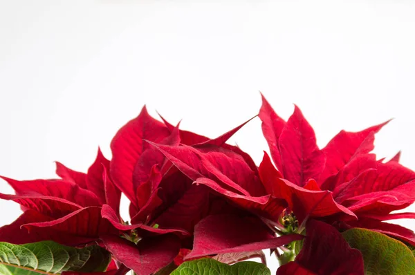 Estrella de Navidad Poinsettia árbol rojo sobre blanco — Foto de Stock