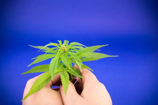Handen håller Marijuana växt — Stockfoto