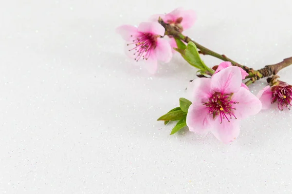 Due fiori di ciliegio su bianco — Foto Stock