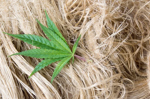 Marijuana leafs on dried hemp fibers — Stock Photo, Image