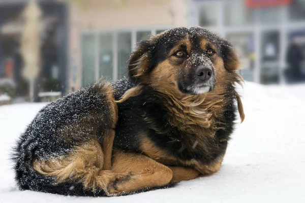 Magányos kutya fagyasztás az utcán, miközben havazik — Stock Fotó