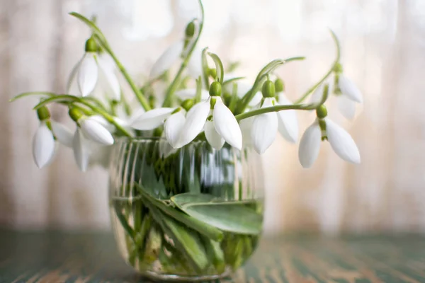 Snowdrops in a glass cup by the window — Stock Photo, Image