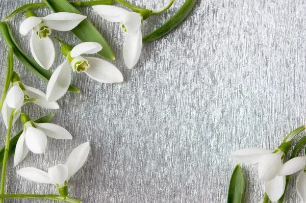 Fresh snowdrop flowers on  silver background — Stock Photo, Image