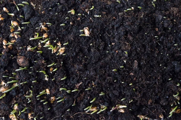 Wheat plant rising from the soil — Stock Photo, Image