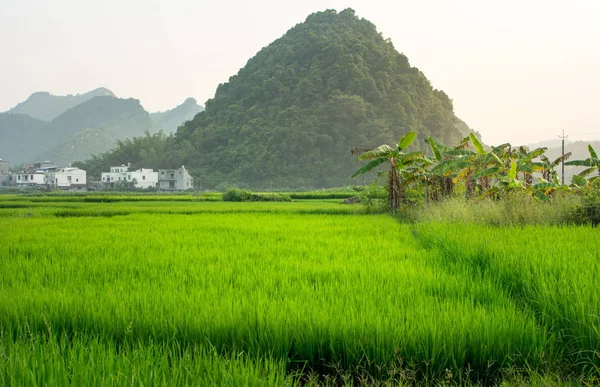 Campo di riso asiatico con rocce carsiche nel Guangxi Cina — Foto Stock