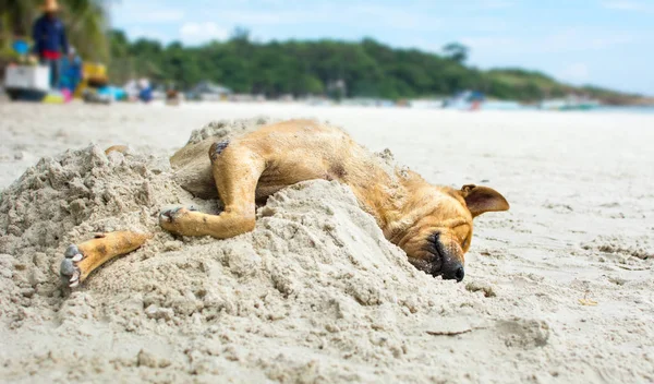 Dog sleeping on a beach covered with sand — Stock Photo, Image