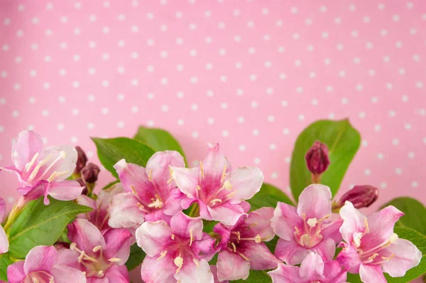 Weigela Pembe çiçek çiçek — Stok fotoğraf