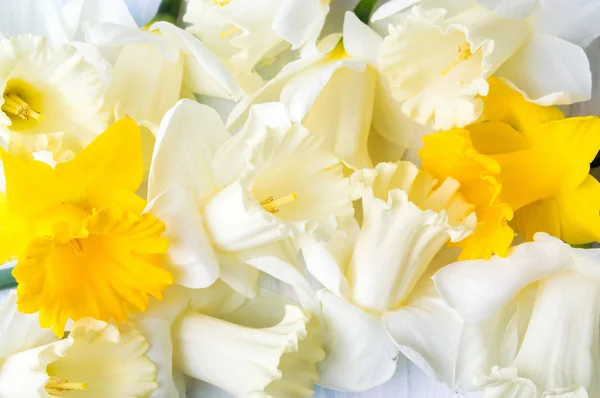 Fehér és sárga carcissus tavaszi virágok — Stock Fotó