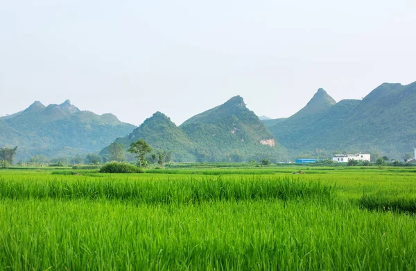 Chiński ryż malownicze pola w Guangxi — Zdjęcie stockowe