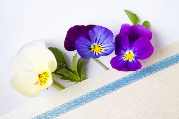 Flores de viola coloridas em um envelope — Fotografia de Stock