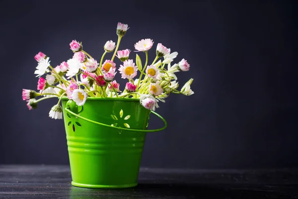 Százszorszép virág, zöld a pot — Stock Fotó