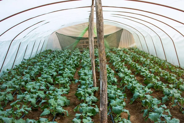 小的日光温室蔬菜生产 — 图库照片