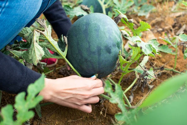 Cueillette femelle de pastèque dans le champ — Photo