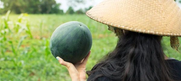 Exploitation agricole femelle melon d'eau fraîchement cueilli — Photo