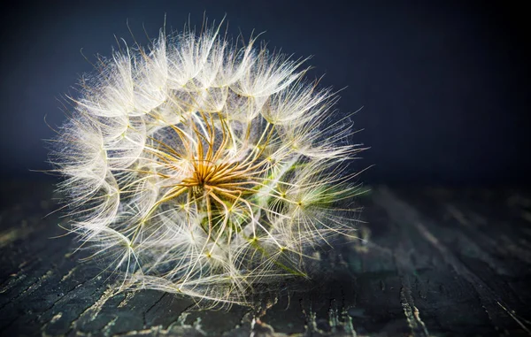 Paardebloem gedroogd was klaar om te vliegen op zomer wind — Stockfoto