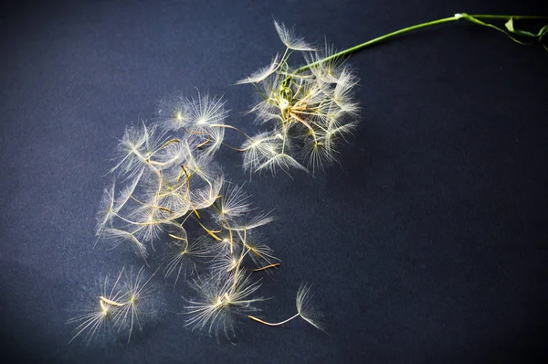 Dried dandelion head against black background — Stock Photo, Image