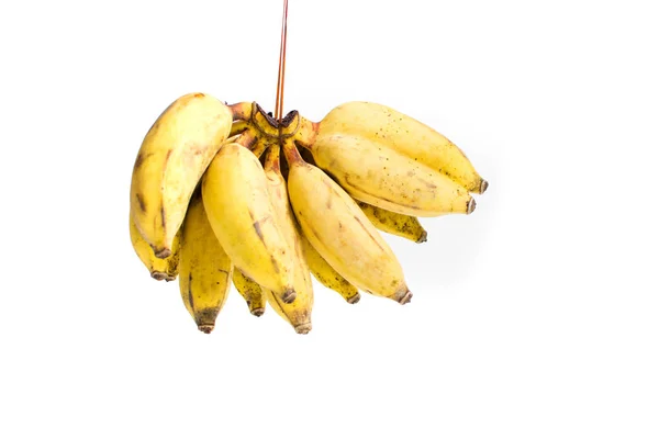 Небольшое тропическое банановое скопление, изолированное на белом — стоковое фото