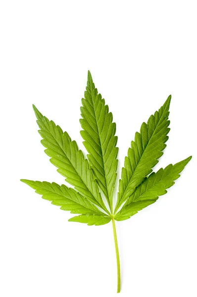 Marihuana-Blatt isoliert auf einem weißen — Stockfoto