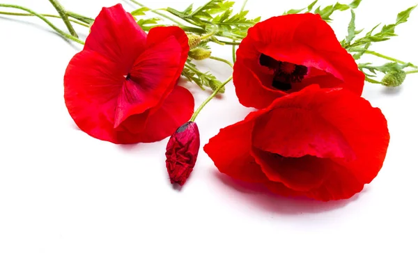 Czerwony mak kwiaty na białym tle — Zdjęcie stockowe