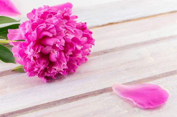 Rózsaszín bazsarózsa virágok az asztalra — Stock Fotó