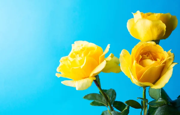 青い背景に黄色のバラ — ストック写真