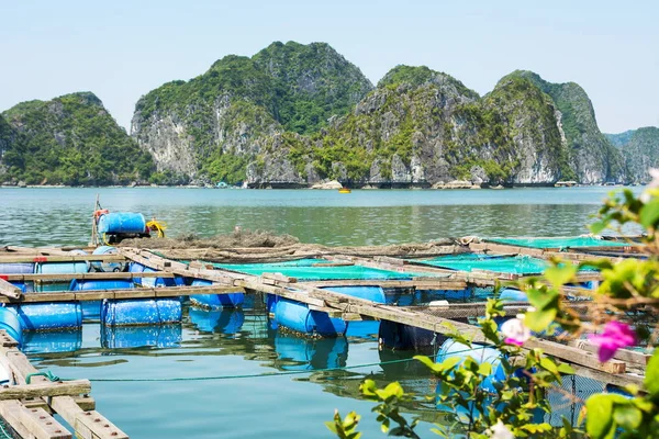 Fischerdorf und Fischteich in der Nähe der Katzeninsel, Vietnam — Stockfoto