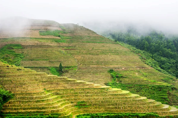 Ködös misztikus rizs terasz-táj Longsheng, Kína — Stock Fotó