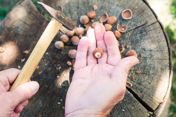 Man knäcka hasselnötter på bakgården — Stockfoto