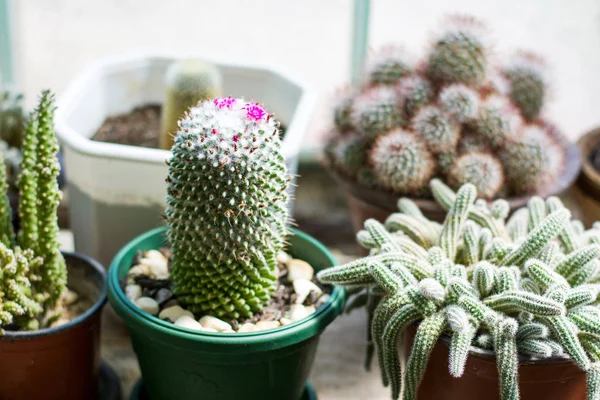 Plantas de cactus en maceta junto a ventana grande — Foto de Stock
