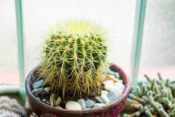 Plantas de cactus en maceta junto a ventana grande — Foto de Stock