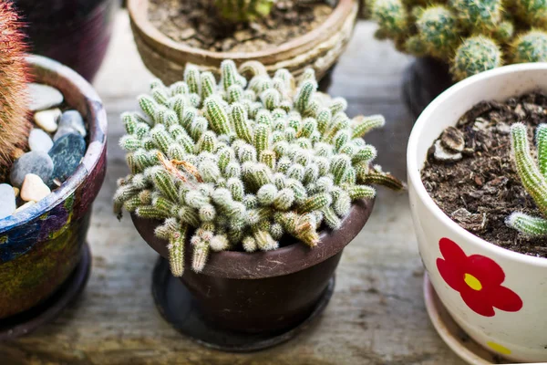 Plantas de cactus en maceta junto a ventana grande — Foto de Stock