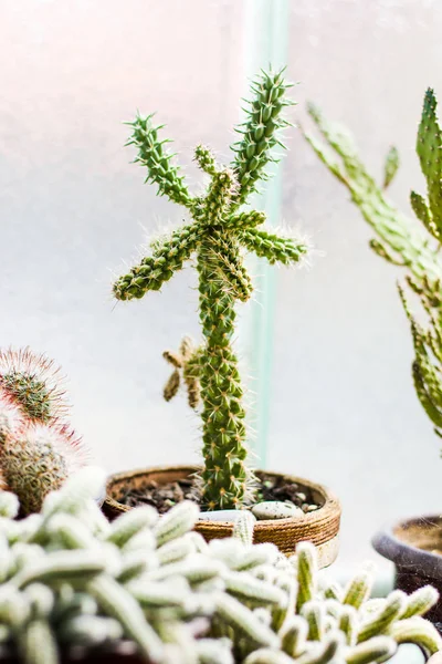 Plantas de cactus en maceta junto a ventana grande — Foto de Stock