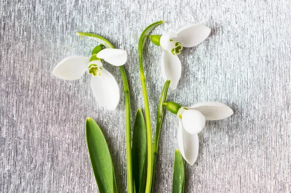 Snowdrops bouquet on shiny silver background — Stock Photo, Image